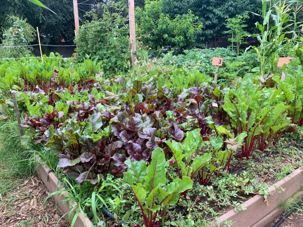 Green and purple vegetable leaves sprouting from a raised bed