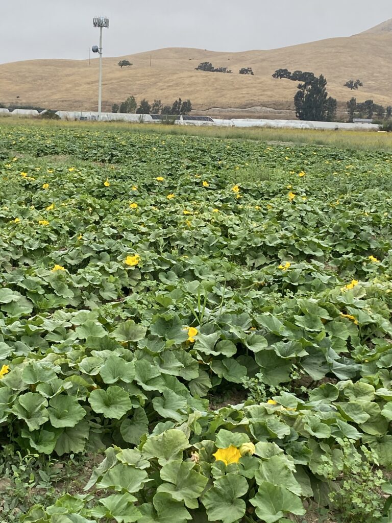 Photo of a field of crops. Photo courtesy of Coalición de Pequeños Agricultores en California.